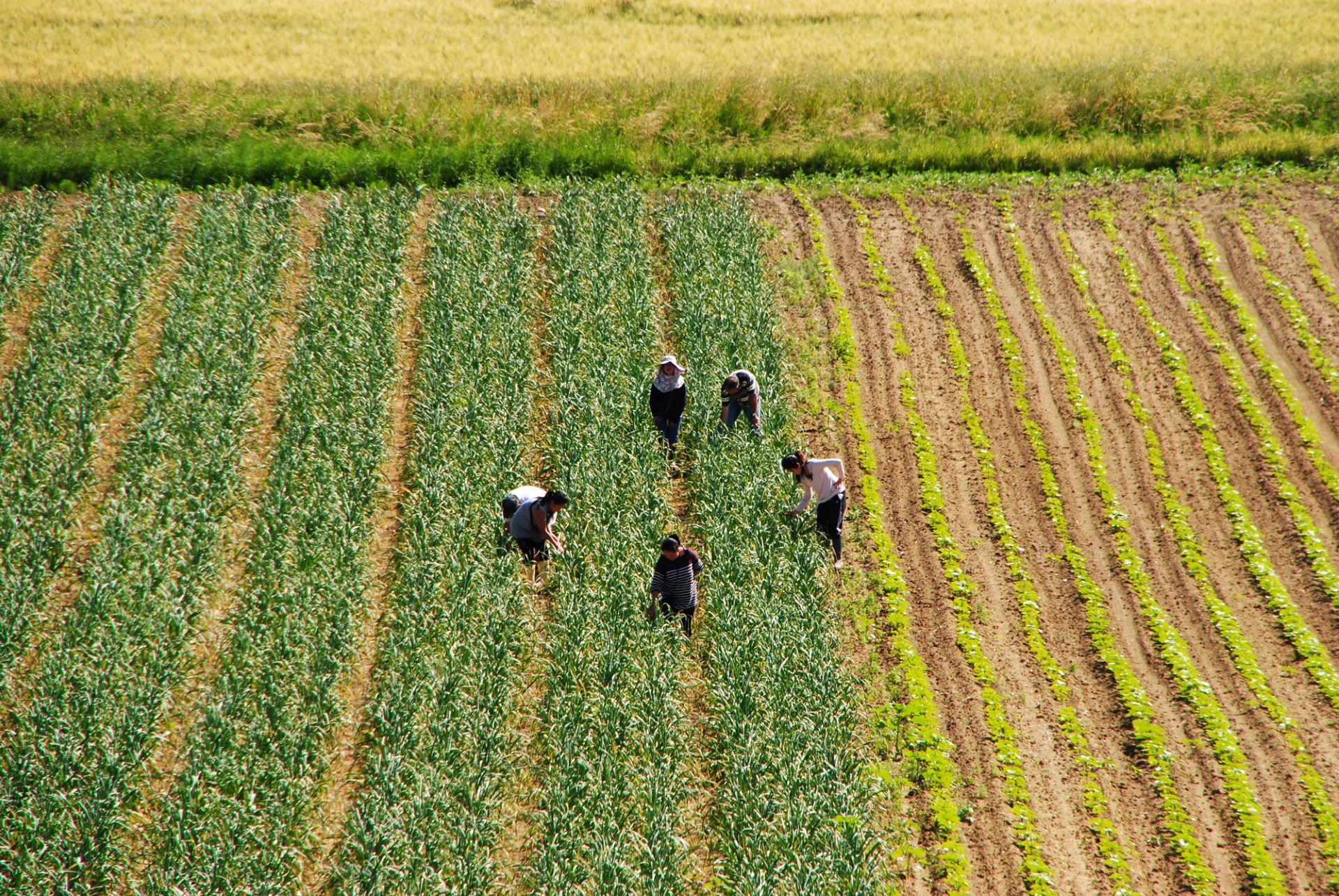 Ail Rose de Lautrec - Label Rouge IGP, production du Tarn